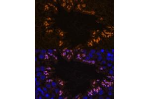 Immunofluorescence analysis of mouse testis using ELSPBP1 antibody (ABIN7266993) at dilution of 1:100. (ELSPBP1 anticorps  (AA 110-223))