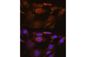 Immunofluorescence analysis of NIH/3T3 cells using SYNE3 Rabbit pAb (ABIN6131129, ABIN6148766, ABIN6148767 and ABIN6217163) at dilution of 1:100. (Nesprin3 anticorps  (AA 740-920))