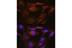Immunofluorescence analysis of NIH/3T3 cells using SYNE3 Rabbit pAb (ABIN6131129, ABIN6148766, ABIN6148767 and ABIN6217163) at dilution of 1:100.