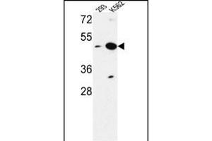 NUPL2 anticorps  (N-Term)