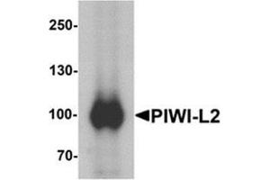 Western blot analysis of PIWI-L2 in HepG2 cell lysate with PIWI-L1 at 1 ug/mL. (PIWIL2 anticorps  (Middle Region))