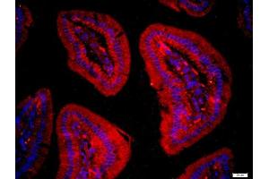 Paraformaldehyde-fixed, paraffin embedded mouse intestine, Antigen retrieval by boiling in sodium citrate buffer (pH6) for 15min, Block endogenous peroxidase by 3% hydrogen peroxide for 20 minutes, Blocking buffer (normal goat serum) at 37°C for 30min, Antibody incubation with FAM134C Polyclonal Antibody, Unconjugated  at 1:400 overnight at 4°C, followed by a conjugated secondary -Cy3) for 90 minutes and DAPI staining of the nuclei. (FAM134C anticorps  (AA 76-180))