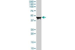 CPA1 MaxPab rabbit polyclonal antibody.