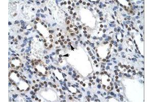 anti-Interleukin Enhancer Binding Factor 2, 45kDa (ILF2) (C-Term) antibody