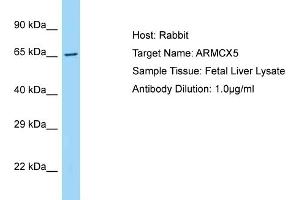 Host: Rabbit Target Name: ARMCX5 Sample Type: Fetal Liver lysates Antibody Dilution: 1. (ARMCX5 anticorps  (C-Term))