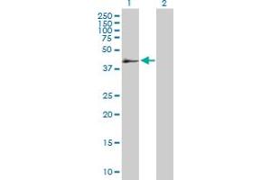 Western Blot analysis of SERPINB2 expression in transfected 293T cell line by SERPINB2 MaxPab polyclonal antibody.