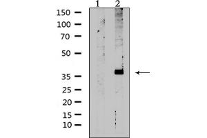 Western blot analysis of extracts from rat muscle, using AVPR2 Antibody. (AVPR2 anticorps  (Internal Region))