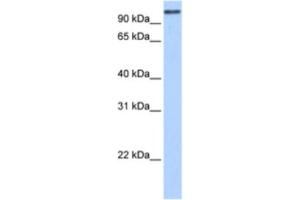 Western Blotting (WB) image for anti-MICAL-Like 1 (MICALL1) antibody (ABIN2463448) (MICAL-Like 1 anticorps)