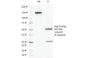 SDS-PAGE Analysis of Purified, BSA-Free Chromogranin A Antibody (clone PHE5).