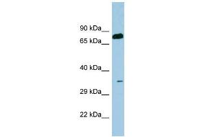 WB Suggested Anti-SDS Antibody Titration:  0. (serine Dehydratase anticorps  (N-Term))