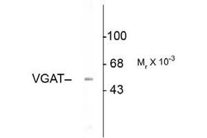 Western blot - Vesicular GABA transporter (VGAT) Western Blot of Rabbit anti-Vesicular GABA transporter antibody. (SLC32A1 anticorps  (N-Term))