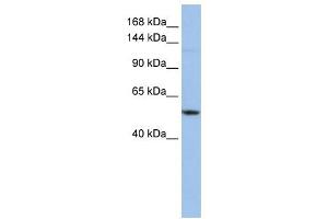 UBE4A antibody used at 1 ug/ml to detect target protein. (UBE4A anticorps)