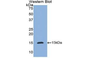 Detection of Recombinant IL8, Dog using Polyclonal Antibody to Interleukin 8 (IL8) (IL-8 anticorps  (AA 23-101))