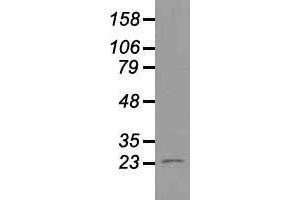 Western blot analysis of 35 µg of cell extracts from human Liver carcinoma (HepG2) cells using anti-NEUROG1 antibody. (Neurogenin 1 anticorps)