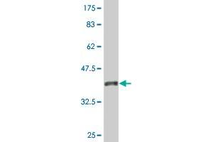 Western Blot detection against Immunogen (36.
