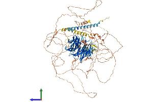 AlphaFold protein structure predicition of Mouse Recombinant Palb2 Protein, UniprotID Q3U0P1