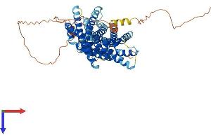 AlphaFold protein structure predicition of Mouse Recombinant Slc41a2 Protein, UniprotID Q8BYR8