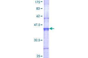 SDS-PAGE (SDS) image for SUMO/sentrin Specific Peptidase 3 (SENP3) (AA 301-400) protein (GST tag) (ABIN1793103)