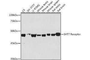 Western blot analysis of extracts of various cell lines, using 5HT7 Receptor Rabbit mAb (ABIN7265341) at 1:1000 dilution. (HTR7 anticorps)