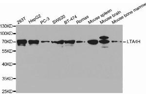 Western Blotting (WB) image for anti-Leukotriene A4 Hydrolase (LTA4H) antibody (ABIN1873571) (LTA4H anticorps)