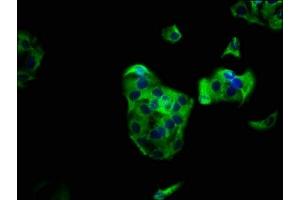 Immunofluorescence staining of HepG2 cells with ABIN7163299 at 1:133, counter-stained with DAPI. (PIK3R6 anticorps  (Regulatory Subunit 6))
