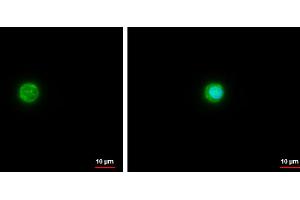 ICC/IF Image Apolipoprotein E antibody [C2C3], C-term detects Apolipoprotein E protein at cytoplasm by immunofluorescent analysis.