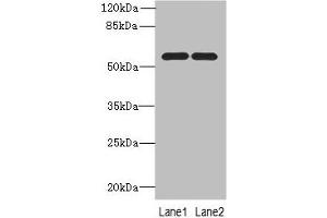 Western blot All lanes: PSMD12antibody at 0. (PSMD12 anticorps  (Regulatory Subunit 12))