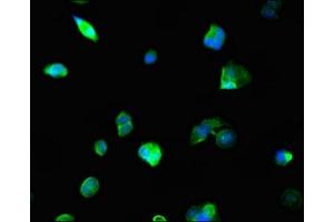 Immunofluorescent analysis of MCF-7 cells using ABIN7161861 at dilution of 1:100 and Alexa Fluor 488-congugated AffiniPure Goat Anti-Rabbit IgG(H+L)
