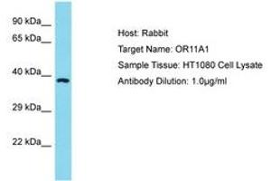 Image no. 1 for anti-Olfactory Receptor, Family 11, Subfamily A, Member 1 (OR11A1) (C-Term) antibody (ABIN6750595) (OR11A1 anticorps  (C-Term))