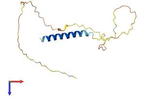 AlphaFold protein structure predicition of Mouse Recombinant Cend1 Protein, UniprotID Q9JKC6