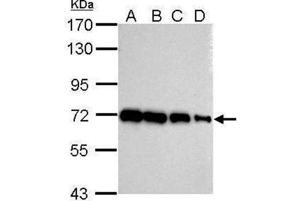 HSP70 1A anticorps  (Center)