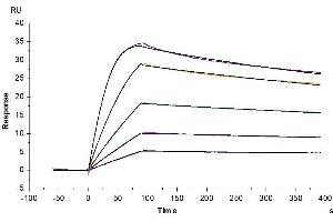 Cynomolgus uPAR, His Tag immobilized on CM5 Chip can bind Cynomolgus PLAU, His Tag with an affinity constant of 0.