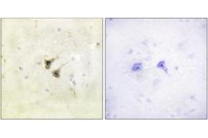 Immunohistochemistry analysis of paraffin-embedded human brain tissue, using PBK/TOPK (Ab-9) Antibody. (PBK anticorps  (AA 1-50))
