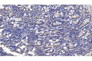 Detection of AMH in Human Small intestine Tissue using Monoclonal Antibody to Anti-Mullerian Hormone (AMH) (AMH anticorps  (AA 453-560))