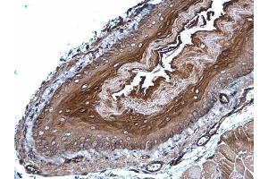 IHC-P Image GPX7 antibody [N1C3] detects GPX7 protein at cytoplasm on mouse esophagus by immunohistochemical analysis.