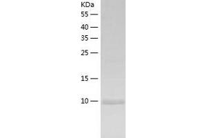 Western Blotting (WB) image for Ubiquitin Related Modifier 1 (Urm1) (AA 1-101) protein (His-IF2DI Tag) (ABIN7125586)