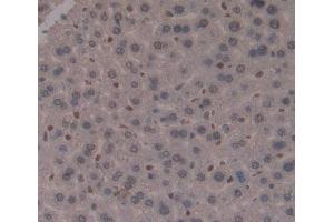 Used in DAB staining on fromalin fixed paraffin- embedded Kidney tissue (MTF1 anticorps  (AA 2-139))