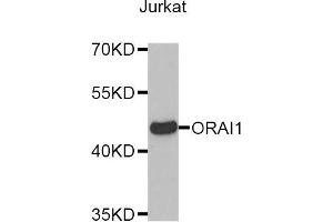 Western blot analysis of extracts of Jurkat cell line, using ORAI1 antibody.
