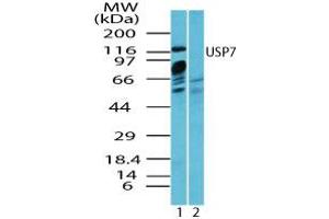Image no. 2 for anti-Ubiquitin Specific Peptidase 7 (Herpes Virus-Associated) (USP7) (AA 30-80) antibody (ABIN960400) (USP7 anticorps  (AA 30-80))