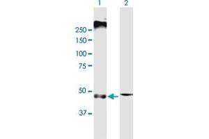 Western Blot analysis of SLC22A8 expression in transfected 293T cell line by SLC22A8 MaxPab polyclonal antibody. (SLC22A8 anticorps  (AA 1-542))