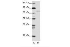 Image no. 1 for anti-Regulatory Factor X 5 (RFX5) (N-Term) antibody (ABIN203226) (RFX5 anticorps  (N-Term))