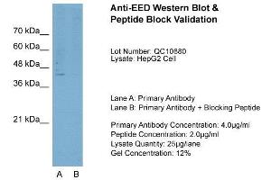 Host:  Rabbit  Target Name:  EED  Sample Type:  HepG2  Lane A:  Primary Antibody  Lane B:  Primary Antibody + Blocking Peptide  Primary Antibody Concentration:  4. (EED anticorps  (N-Term))