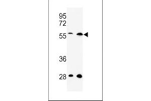 Western blot analysis of C13orf3 Antibody (Center) (ABIN652928 and ABIN2842594) in Hela, 293 cell line lysates (35 μg/lane). (SKA3 anticorps  (AA 226-253))