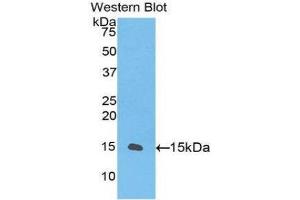 Western Blotting (WB) image for anti-Transforming Growth Factor, beta 1 (TGFB1) (AA 260-373) antibody (ABIN1078598) (TGFB1 anticorps  (AA 260-373))