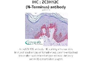 Image no. 1 for anti-Zinc Finger CCCH-Type Containing 12C (ZC3H12C) (N-Term) antibody (ABIN1740909) (ZC3H12C anticorps  (N-Term))