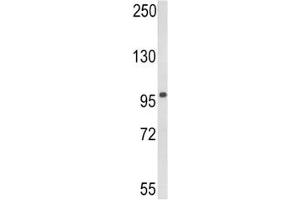 Western blot analysis of DDX58 in 293 lysate.