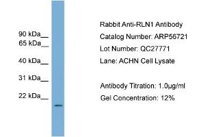 Western Blotting (WB) image for anti-Relaxin 1 (RLN1) (Middle Region) antibody (ABIN785837) (Relaxin 1 anticorps  (Middle Region))