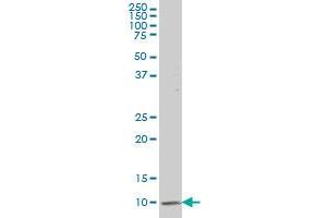 ATP6V1G2 monoclonal antibody (M02), clone 2E11 Western Blot analysis of ATP6V1G2 expression in HepG2 .