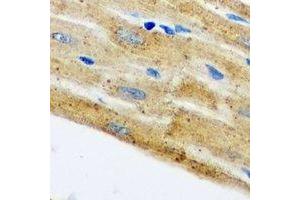 Immunohistochemical analysis of HAX1 staining in mouse heart formalin fixed paraffin embedded tissue section. (HAX1 anticorps)