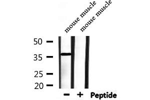 Western blot analysis of extracts from rat spleen,mouse muscle, using APOE Antibody. (APOE anticorps  (Internal Region))